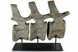 Three, Large Articulated Camarasaurus On Metal Stand - Colorado #77931-1